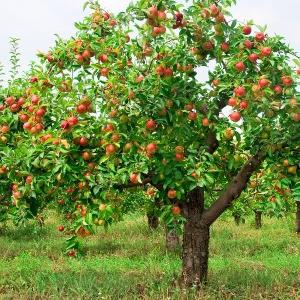 kako smanjiti jabuke u jesen