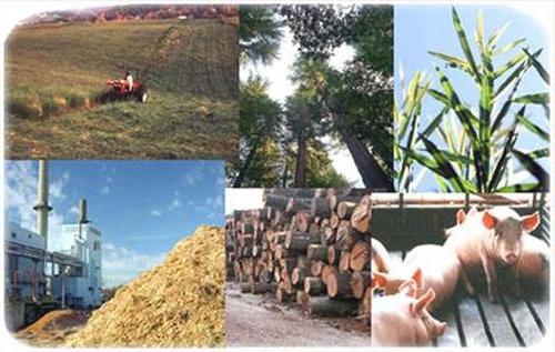 biomasa je cjelina svih živih organizama